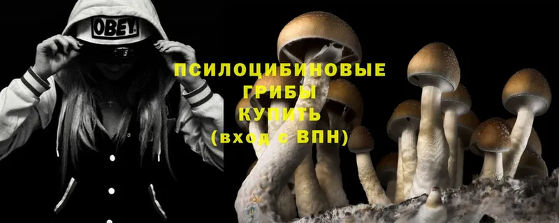 Галлюциногенные грибы Psilocybine cubensis  купить  сайты  Камешково 